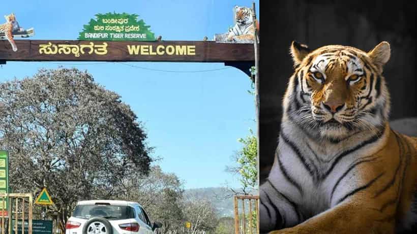 ಚಾಮರಾಜನಗರ: ಐದು ಹುಲಿಗಳ ನಿಗೂಢ ಸಾವು ಬೆನ್ನಲ್ಲೇ ಮತ್ತೊಂದು ಹುಲಿ ಸಾವು