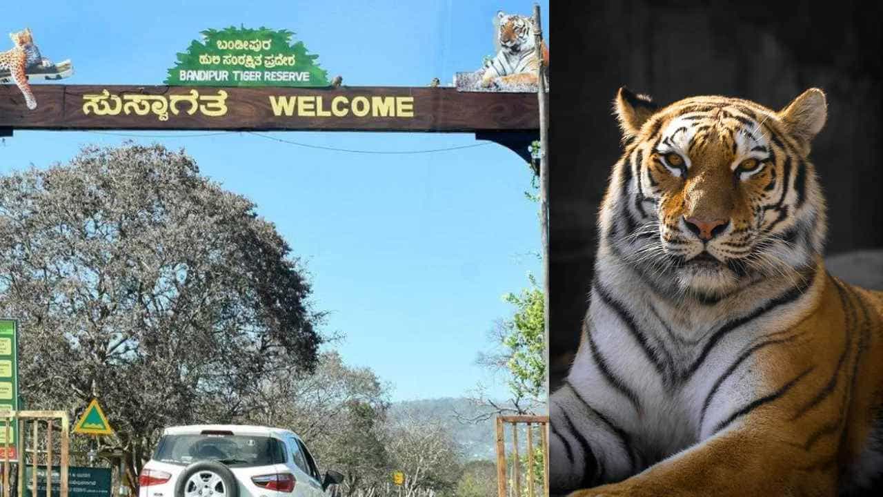 ಚಾಮರಾಜನಗರ: ಐದು ಹುಲಿಗಳ ನಿಗೂಢ ಸಾವು ಬೆನ್ನಲ್ಲೇ ಮತ್ತೊಂದು ಹುಲಿ ಸಾವು