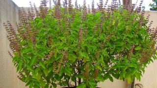 ಮುಟ್ಟಿನ ಸಮಯದಲ್ಲಿ ಎಷ್ಟು ಬಾರಿ ಸ್ನಾನ ಮಾಡಬೇಕು? ಇಲ್ಲಿದೆ ನೋಡಿ ಸಲಹೆ