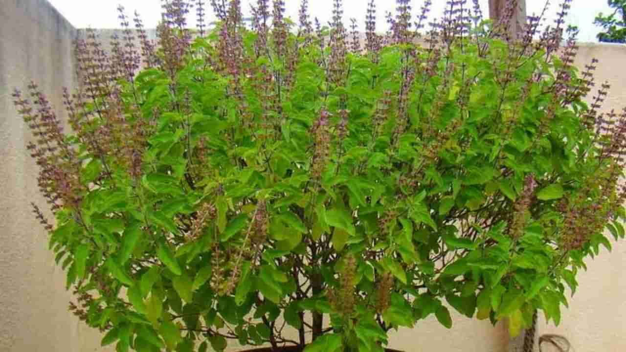 ಯಾವುದೇ ಕಾರಣಕ್ಕೂ ತುಳಸಿಯನ್ನು ಅಗಿಯಬೇಡಿ, ಇದು ದೊಡ್ಡ ಅಪಾಯಕಾರಿ ಅಭ್ಯಾಸ