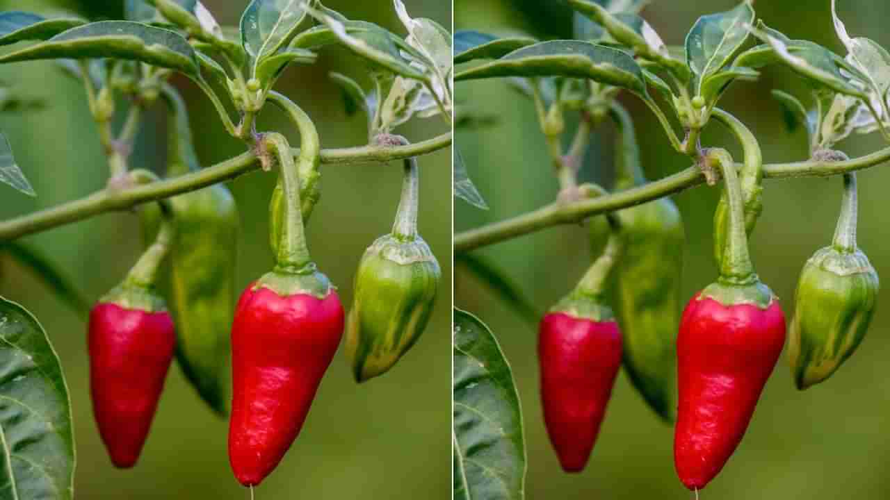 Vastu Shastra: ಮನೆಯಲ್ಲಿ ಮೆಣಸಿನ ಗಿಡ ನೆಡಬಹುದೇ? ವಾಸ್ತು ಹೇಳುವುದೇನು?