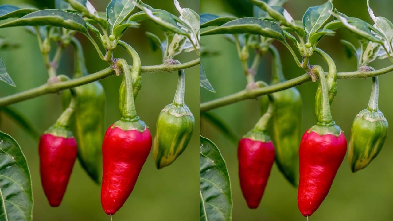 Vastu Shastra: ಮನೆಯಲ್ಲಿ ಮೆಣಸಿನ ಗಿಡ ನೆಡಬಹುದೇ? ವಾಸ್ತು ಹೇಳುವುದೇನು?