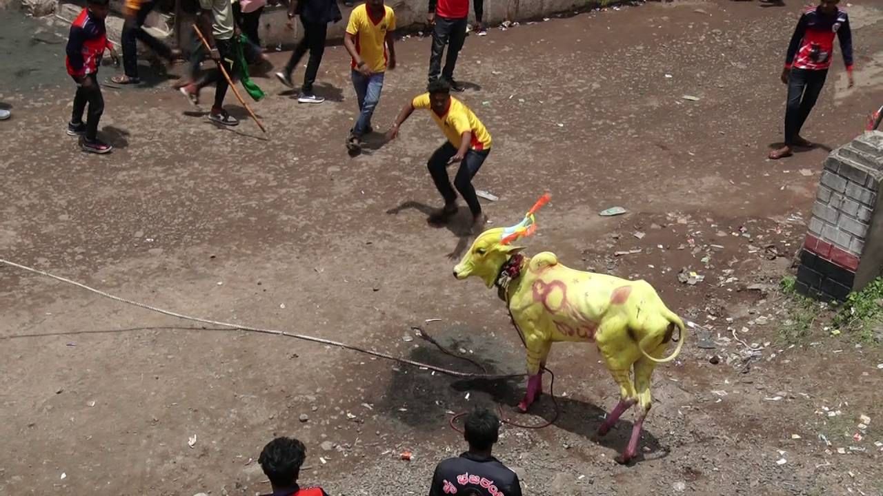 ಯುವಕರ ತಂಡಗಳು ಬೆದರಿಸುತ್ತಿದ್ದಂತೆ ಎತ್ತುಗಳು ಪ್ರತಿದಾಳಿ ಮಾಡುತ್ತವೆ. ದಾಳಿಯಿಂದ ರಕ್ಷಣೆ ಮಾಡಿಕೊಳ್ಳುತ್ತಲೇ ಅವುಗಳನ್ನು ಮತ್ತೆ ಕೆರಳಿಸುತ್ತಾರೆ. ಅಪಪಾಯಕಾರಿ ಹಾಗೂ ರೋಮಾಂಚನಕಾರಿಯಾಗಿ ಈ ಪದ್ದತಿ ನೂರಾರು ವರ್ಷಗಳಿಂದ ನಡೆದುಕೊಂಡು ಬಂದಿದೆ. 