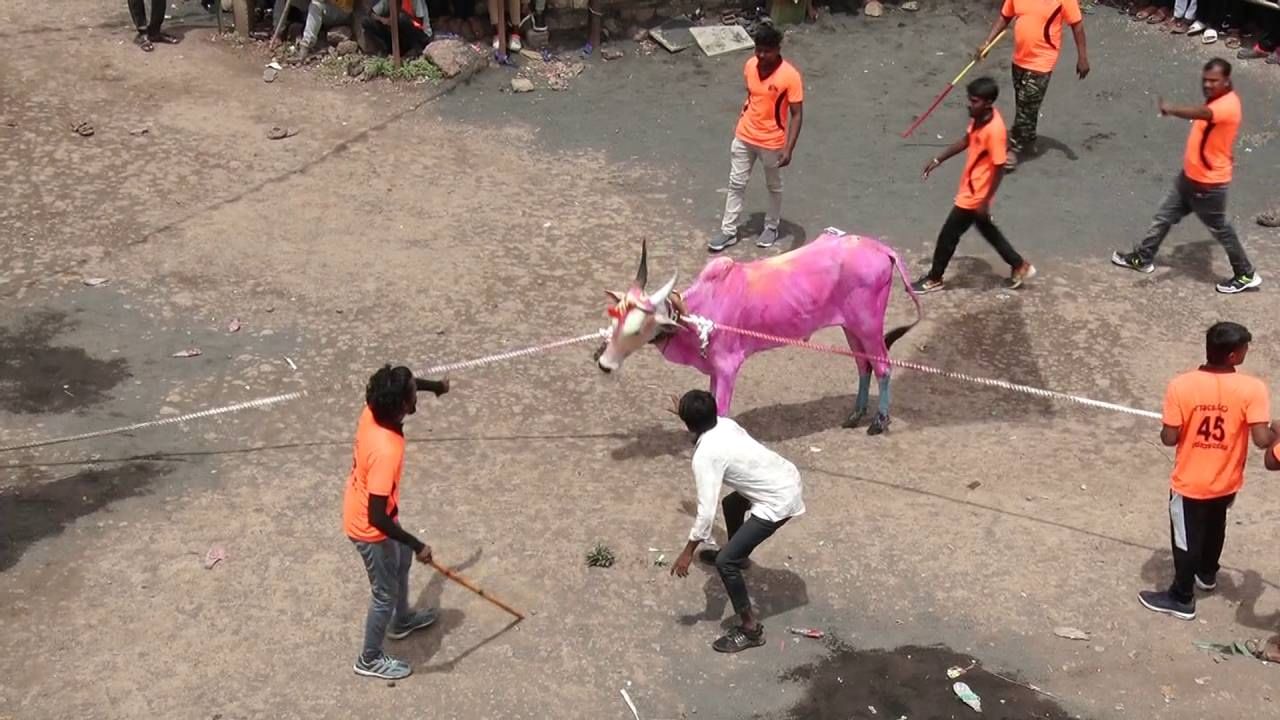 ವಿಜಯಪುರ ಜಿಲ್ಲೆಯ ಬಬಲೇಶ್ವರ ತಾಲೂಕಿನ ಕಾಖಂಡಕಿ ಗ್ರಾಮದಲ್ಲಿ ಕಾರ ಹುಣ್ಣಿಮೆಯಾದ ಏಳು ದಿನಗಳ ಬಳಿಕ ಕರಿ ಹರಿಯಲಾಗುತ್ತದೆ. ಅದಕ್ಕೂ ಮುನ್ನ ಗ್ರಾಮದ ಯುವಕರ ತಂಡಗಳು ಮದವೇರಿದ ಹೋರಿಗಳ ಎತ್ತುಗಳನ್ನು ಬೆದರಿಸುವ ಪದ್ದತಿ ನಡೆಯುತ್ತದೆ. ವಿವಿಧ ಬಣ್ಣಗಳಿಂದ ಎತ್ತು ಹಾಗೂ ಹೋರಿಗಳನ್ನು ಅಲಂಕಾರ ಮಾಡಿ, ಹಗ್ಗಗಳನ್ನು ಕಟ್ಟಿ ಬೆದರಿಸಿ ಓಡಿಸುತ್ತಾರೆ. ನಂತರ ಅವುಗಳನ್ನು ನಿಯಂತ್ರಣ ಮಾಡುತ್ತಾ ಎಂಜಾಯ್ ಮಾಡುತ್ತಾರೆ.