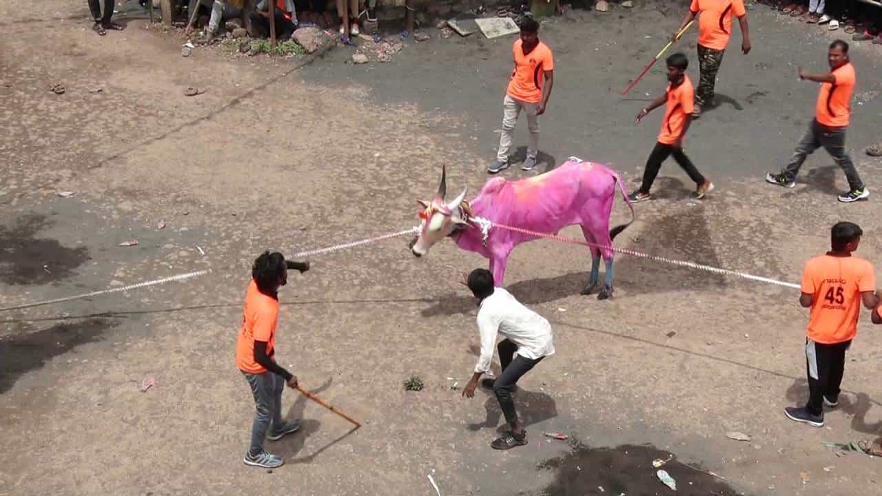 ವಿಜಯಪುರ ಜಿಲ್ಲೆಯ ಬಬಲೇಶ್ವರ ತಾಲೂಕಿನ ಕಾಖಂಡಕಿ ಗ್ರಾಮದಲ್ಲಿ ಕಾರ ಹುಣ್ಣಿಮೆಯಾದ ಏಳು ದಿನಗಳ ಬಳಿಕ ಕರಿ ಹರಿಯಲಾಗುತ್ತದೆ. ಅದಕ್ಕೂ ಮುನ್ನ ಗ್ರಾಮದ ಯುವಕರ ತಂಡಗಳು ಮದವೇರಿದ ಹೋರಿಗಳ ಎತ್ತುಗಳನ್ನು ಬೆದರಿಸುವ ಪದ್ದತಿ ನಡೆಯುತ್ತದೆ. ವಿವಿಧ ಬಣ್ಣಗಳಿಂದ ಎತ್ತು ಹಾಗೂ ಹೋರಿಗಳನ್ನು ಅಲಂಕಾರ ಮಾಡಿ, ಹಗ್ಗಗಳನ್ನು ಕಟ್ಟಿ ಬೆದರಿಸಿ ಓಡಿಸುತ್ತಾರೆ. ನಂತರ ಅವುಗಳನ್ನು ನಿಯಂತ್ರಣ ಮಾಡುತ್ತಾ ಎಂಜಾಯ್ ಮಾಡುತ್ತಾರೆ.