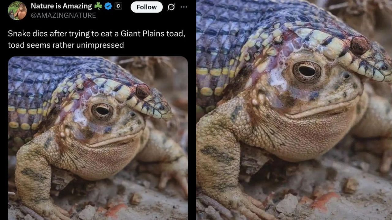 Viral : ದೈತ್ಯಗಾತ್ರದ ಕಪ್ಪೆಯನ್ನು ನುಂಗಲು ಹೋದ ಹಾವು, ಮುಂದೇನಾಯ್ತು ನೋಡಿ Viral : ದೈತ್ಯಗಾತ್ರದ ಕಪ್ಪೆಯನ್ನು ನುಂಗಲು ಹೋದ ಹಾವು, ಮುಂದೇನಾಯ್ತು ನೋಡಿ