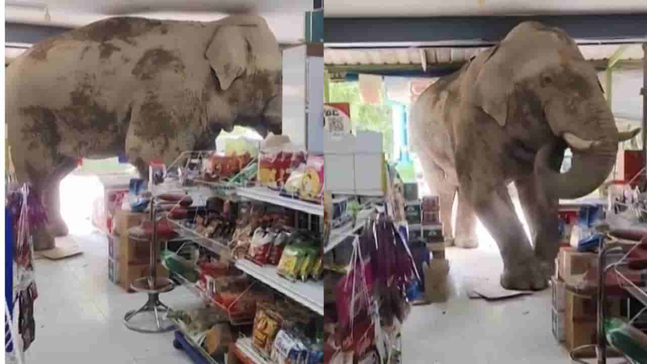 Video : ಶಾಪಿಂಗ್ ಮಾಡಲು ಸೂಪರ್ ಮಾರ್ಕೆಟ್ಗೆ ಎಂಟ್ರಿ ಕೊಟ್ಟ ಗಜರಾಜ, ವಿಡಿಯೋ ವೈರಲ್