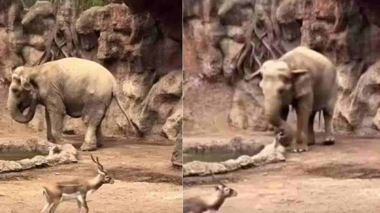 Viral: ಕೊಳದಲ್ಲಿ ಬಿದ್ದ ಚಿಂಕಾರವನ್ನು ರಕ್ಷಿಸಿದ ಆನೆ; ಗಜರಾಜನ ಒಳ್ಳೆಯತನಕ್ಕೆ ಒಂದು ಮೆಚ್ಚುಗೆ ಇರಲಿ