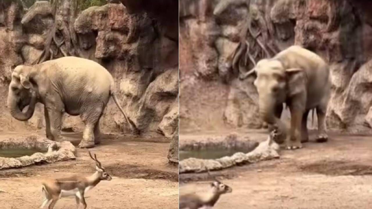 Viral: ಕೊಳದಲ್ಲಿ ಬಿದ್ದ ಚಿಂಕಾರವನ್ನು ರಕ್ಷಿಸಿದ ಆನೆ; ಗಜರಾಜನ ಒಳ್ಳೆಯತನಕ್ಕೆ ಒಂದು ಮೆಚ್ಚುಗೆ ಇರಲಿ Viral: ಕೊಳದಲ್ಲಿ ಬಿದ್ದ ಚಿಂಕಾರವನ್ನು ರಕ್ಷಿಸಿದ ಆನೆ; ಗಜರಾಜನ ಒಳ್ಳೆಯತನಕ್ಕೆ ಒಂದು ಮೆಚ್ಚುಗೆ ಇರಲಿ