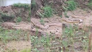 Optical Illusion : ಈ ಹುಲ್ಲಿನ ಪೊದೆಯಲ್ಲಿ ಅಡಗಿರುವ ಸಿಂಹದ ಮರಿಯನ್ನು ಹುಡುಕಬಲ್ಲಿರಾ?