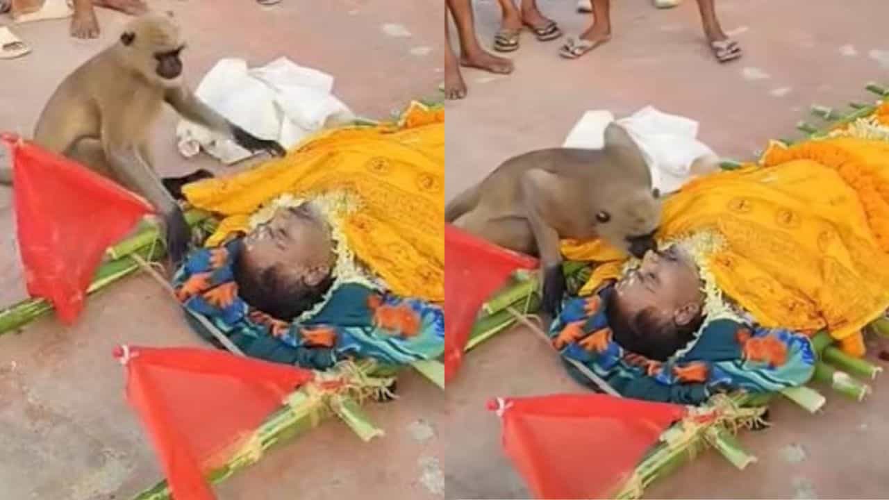 Video : ತುತ್ತನಿಟ್ಟ ವ್ಯಕ್ತಿಯ ಅಂತ್ಯಕ್ರಿಯೆಯಲ್ಲಿ ಭಾಗಿಯಾಗಿ ಕಣ್ಣೀರ ವಿದಾಯ ಹೇಳಿದ ಕೋತಿ Video : ತುತ್ತನಿಟ್ಟ ವ್ಯಕ್ತಿಯ ಅಂತ್ಯಕ್ರಿಯೆಯಲ್ಲಿ ಭಾಗಿಯಾಗಿ ಕಣ್ಣೀರ ವಿದಾಯ ಹೇಳಿದ ಕೋತಿ