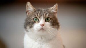 White Cat
