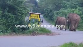 ಸಕಲೇಶಪುರ: ರಸ್ತೆಯಲ್ಲೇ ಕಾಡಾನೆಗಳ ಪರೇಡ್! ಬೆಚ್ಚಿಬಿದ್ದ ಗ್ರಾಮಸ್ಥರು ಸಕಲೇಶಪುರ: ರಸ್ತೆಯಲ್ಲೇ ಕಾಡಾನೆಗಳ ಪರೇಡ್! ಬೆಚ್ಚಿಬಿದ್ದ ಗ್ರಾಮಸ್ಥರು