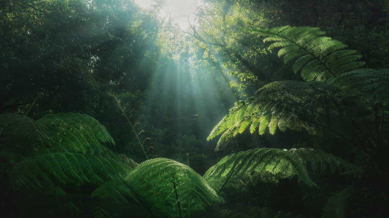 World Rainforest Day 2025: ದಟ್ಟ ಕಾನನವನ್ನು ಸಂರಕ್ಷಿಸಿ ಬೆಳೆಸೋಣ; ವಿಶ್ವ ಮಳೆಕಾಡು ದಿನದ ಮಹತ್ವ ತಿಳಿಯಿರಿ World Rainforest Day 2025: ದಟ್ಟ ಕಾನನವನ್ನು ಸಂರಕ್ಷಿಸಿ ಬೆಳೆಸೋಣ; ವಿಶ್ವ ಮಳೆಕಾಡು ದಿನದ ಮಹತ್ವ ತಿಳಿಯಿರಿ