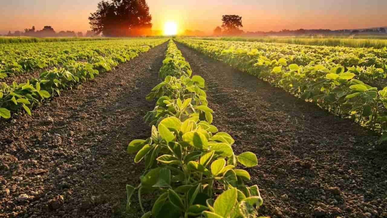 ಅಮೆರಿಕದ ಕೃಷಿ ರಫ್ತುಗಳಿಗೆ ಶೇ. 40ರಿಂದ ಶೇ. 5ಕ್ಕೆ ಟ್ಯಾರಿಫ್ ಇಳಿಸುವಂತೆ ಭಾರತಕ್ಕೆ ಒತ್ತಡ