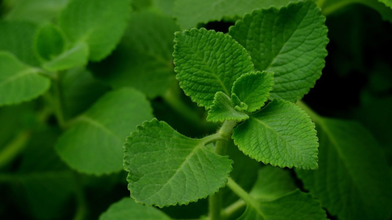 ತೂಕ ಕಡಿಮೆ ಮಾಡಿಕೊಂಡು ಜೀರೋ ಫಿಗರ್ ಆಗ್ಬೇಕಾ? ಹಾಗಿದ್ರೆ ಪ್ರತಿನಿತ್ಯ ಈ ಗಿಡದ ಎರಡು ಎಲೆ ತಿನ್ನಿ