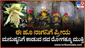 ಅಪರೂಪಕ್ಕೆ ಕಾಣಸಿಗುವ ಕೇದಗೆ ಹೂವನ್ನು ಸಿಕ್ರೆ ಬಿಡಬೇಡಿ? ಯಾಕೆ ಗೊತ್ತಾ