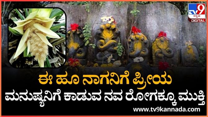 ಅಪರೂಪಕ್ಕೆ ಕಾಣಸಿಗುವ ಕೇದಗೆ ಹೂವನ್ನು ಸಿಕ್ರೆ ಬಿಡಬೇಡಿ? ಯಾಕೆ ಗೊತ್ತಾ