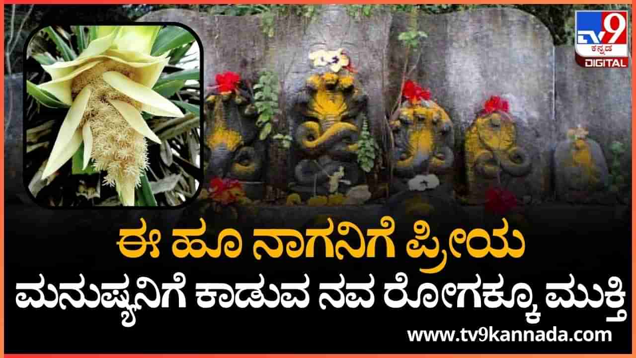 Nag Panchami 2025: ನಾಗನಿಗೆ ಪ್ರೀಯವಾದ ಕೇದಗೆ ಹೂವಿನಲ್ಲೂ ಅಡಗಿದೆ ಆರೋಗ್ಯದ ಗುಟ್ಟು