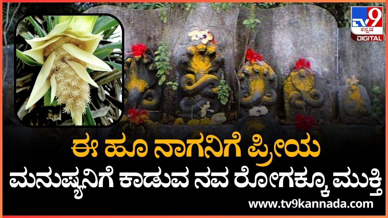 Nag Panchami 2025: ನಾಗನಿಗೆ ಪ್ರೀಯವಾದ ಕೇದಗೆ ಹೂವಿನಲ್ಲೂ ಅಡಗಿದೆ ಆರೋಗ್ಯದ ಗುಟ್ಟು
