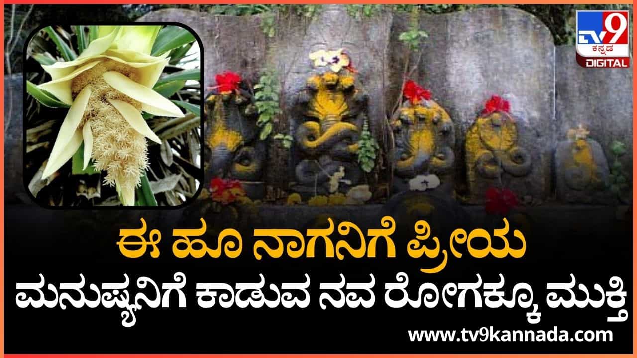 Nag Panchami 2025: ನಾಗನಿಗೆ ಪ್ರೀಯವಾದ ಕೇದಗೆ ಹೂವಿನಲ್ಲೂ ಅಡಗಿದೆ ಆರೋಗ್ಯದ ಗುಟ್ಟು Nag Panchami 2025: ನಾಗನಿಗೆ ಪ್ರೀಯವಾದ ಕೇದಗೆ ಹೂವಿನಲ್ಲೂ ಅಡಗಿದೆ ಆರೋಗ್ಯದ ಗುಟ್ಟು