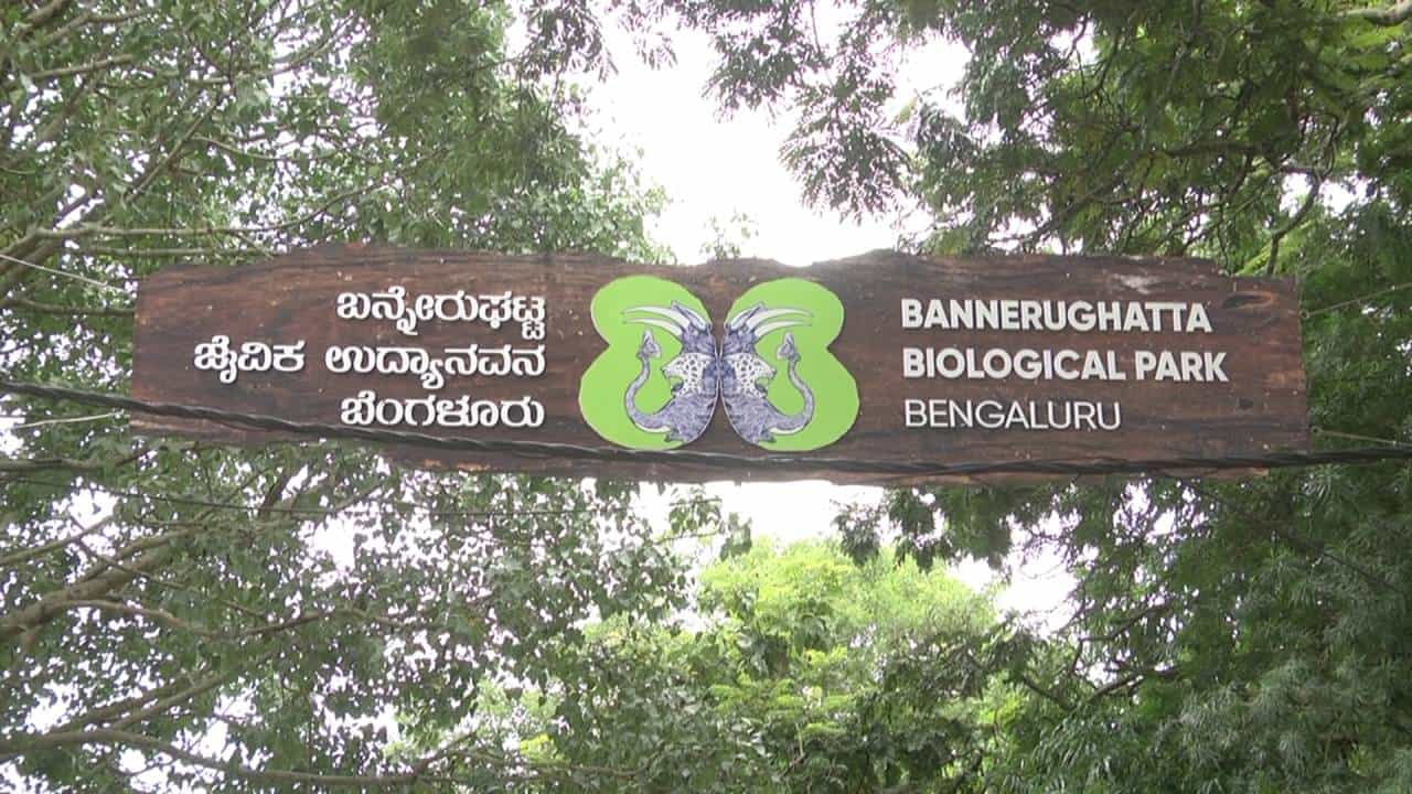ಪ್ರಾಣಿ ಪ್ರಿಯರಿಗೆ ಶಾಕ್ ನೀಡಿದ ಸರ್ಕಾರ: ಬನ್ನೇರುಘಟ್ಟ ಜೈವಿಕ ಉದ್ಯಾನವನ ಟಿಕೆಟ್ ದರ ಏರಿಕೆ ಪ್ರಾಣಿ ಪ್ರಿಯರಿಗೆ ಶಾಕ್ ನೀಡಿದ ಸರ್ಕಾರ: ಬನ್ನೇರುಘಟ್ಟ ಜೈವಿಕ ಉದ್ಯಾನವನ ಟಿಕೆಟ್ ದರ ಏರಿಕೆ