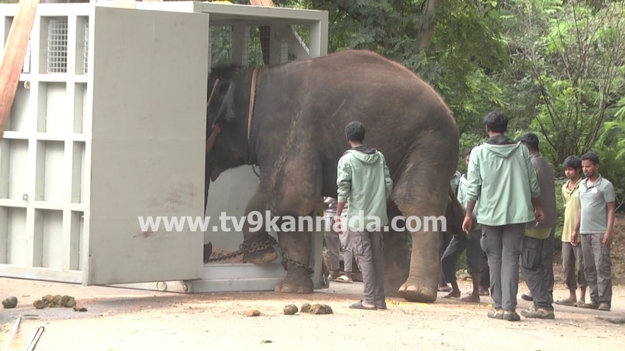Bannerughatta Elephant To Japan