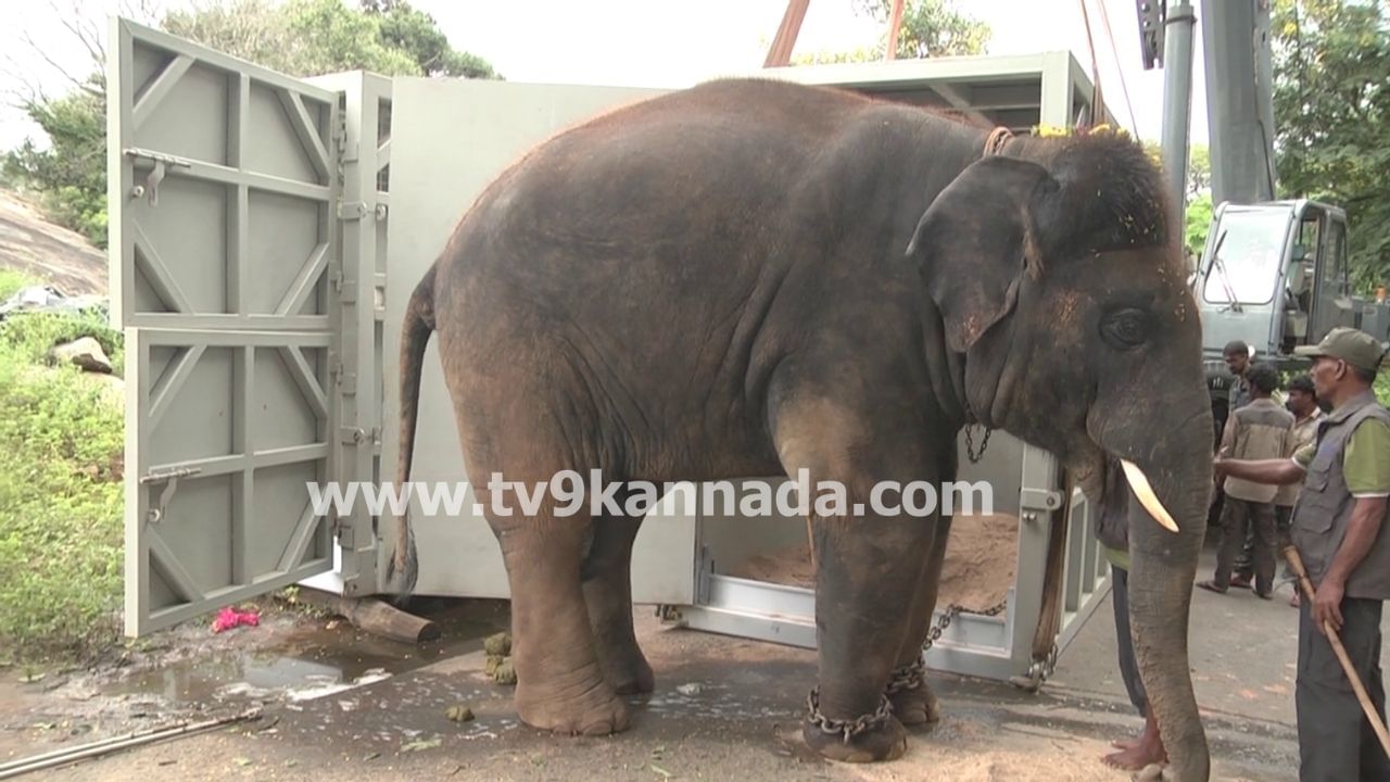 ಆನೆಗಳಿಗೆ ವಿಮಾನ ಪ್ರಯಾಣ ಭಾಗ್ಯ! ಜಪಾನ್​ಗೆ ತೆರಳಿದ ಬನ್ನೇರುಘಟ್ಟದ 4 ಆನೆಗಳು