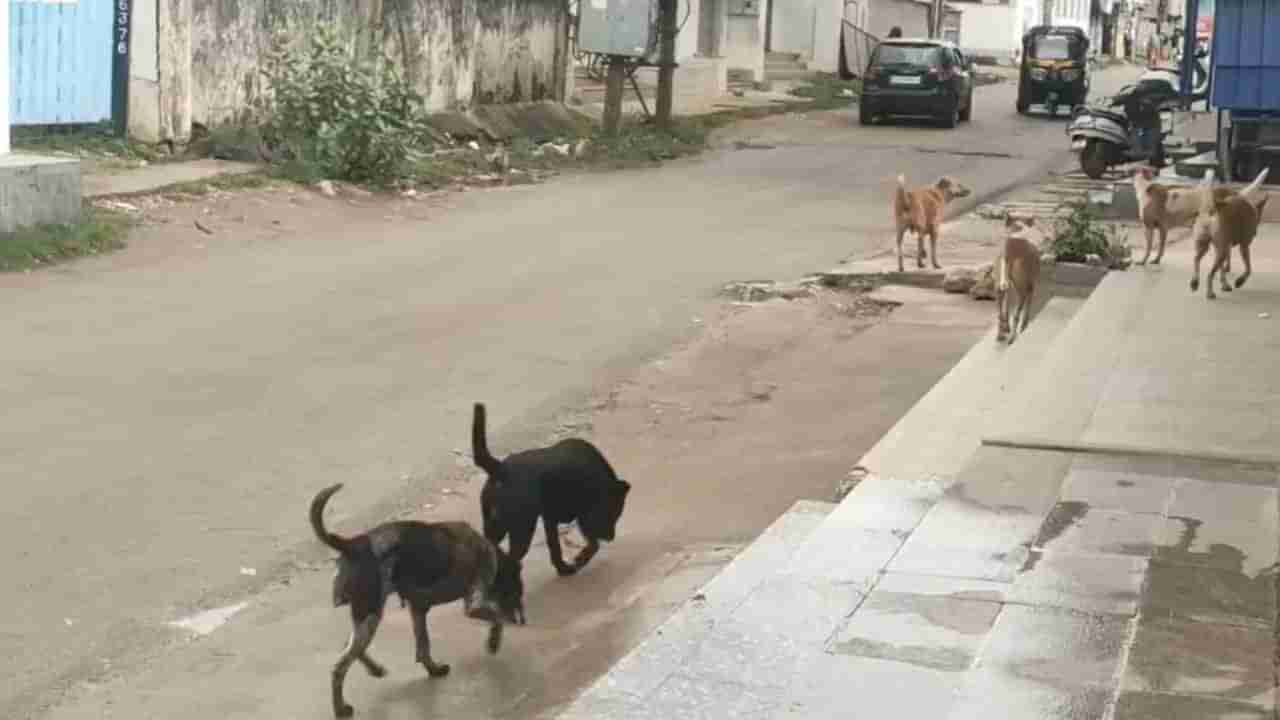 ಬೆಂಗಳೂರಿನ ಬೀದಿ ನಾಯಿಗಳಿಗೆ ಬಿರಿಯಾನಿ ಭಾಗ್ಯ: ಚಿಕ್ಕಮಗಳೂರಿನ ಶ್ವಾನಗಳಿಗೆ ಊಟ ಹಾಕುವಂತಿಲ್ಲ