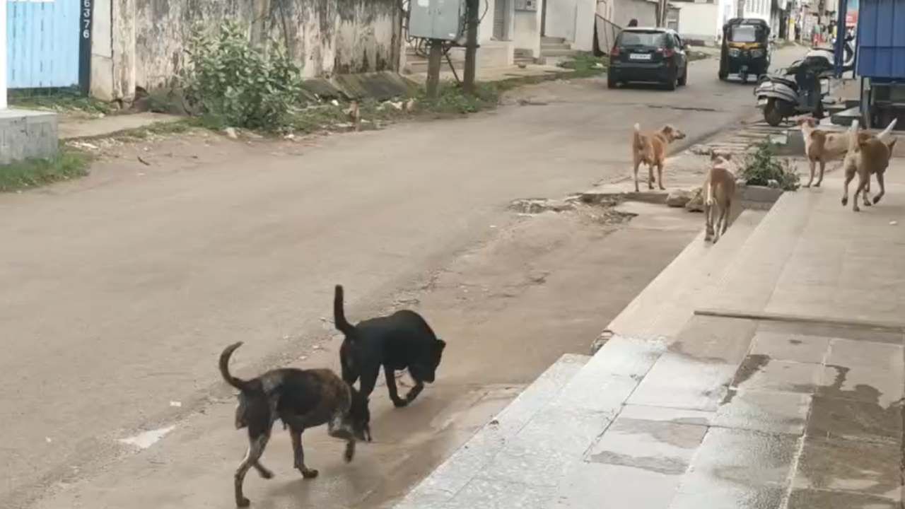 ಬೆಂಗಳೂರಿನ ಬೀದಿ ನಾಯಿಗಳಿಗೆ ಬಿರಿಯಾನಿ ಭಾಗ್ಯ: ಚಿಕ್ಕಮಗಳೂರಿನ ಶ್ವಾನಗಳಿಗೆ ಊಟ ಹಾಕುವಂತಿಲ್ಲ ಬೆಂಗಳೂರಿನ ಬೀದಿ ನಾಯಿಗಳಿಗೆ ಬಿರಿಯಾನಿ ಭಾಗ್ಯ: ಚಿಕ್ಕಮಗಳೂರಿನ ಶ್ವಾನಗಳಿಗೆ ಊಟ ಹಾಕುವಂತಿಲ್ಲ