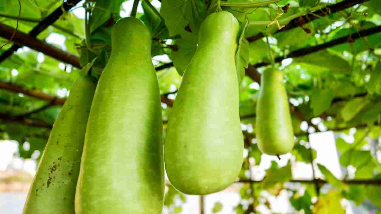 ಈ ಆರೋಗ್ಯ ಸಮಸ್ಯೆ ಇರುವವರು ಸೋರೆಕಾಯಿಯಿಂದ ದೂರವಿದ್ದಷ್ಟೂ ಒಳ್ಳೆಯದು? ಯಾಕೆ ಗೊತ್ತಾ?