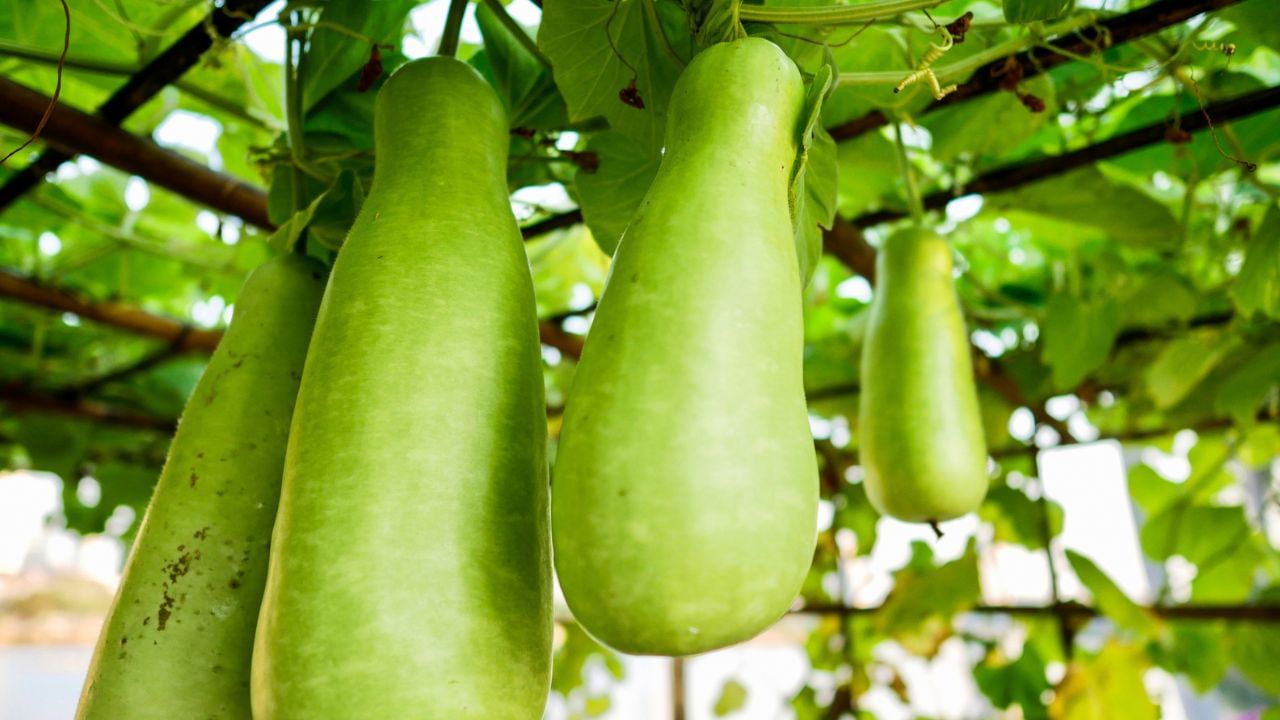 ಈ ಆರೋಗ್ಯ ಸಮಸ್ಯೆ ಇರುವವರು ಸೋರೆಕಾಯಿಯಿಂದ ದೂರವಿದ್ದಷ್ಟೂ ಒಳ್ಳೆಯದು? ಯಾಕೆ ಗೊತ್ತಾ? ಈ ಆರೋಗ್ಯ ಸಮಸ್ಯೆ ಇರುವವರು ಸೋರೆಕಾಯಿಯಿಂದ ದೂರವಿದ್ದಷ್ಟೂ ಒಳ್ಳೆಯದು? ಯಾಕೆ ಗೊತ್ತಾ?