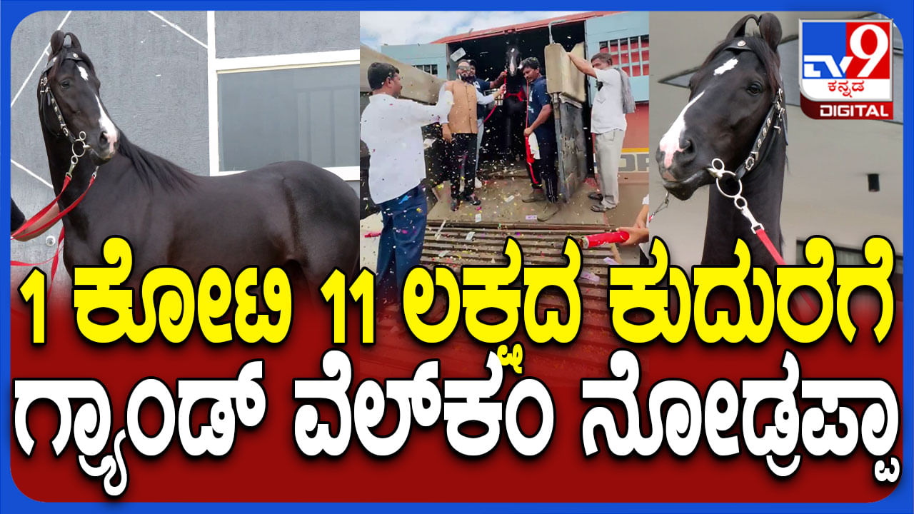 ಚಿಕ್ಕಬಳ್ಳಾಪುರ: 1 ಕೋಟಿ 11 ಲಕ್ಷ ರೂ ಮೌಲ್ಯದ ಕುದುರೆಗೆ ಅದ್ದೂರಿ ಸ್ವಾಗತ