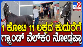 ಚಿಕ್ಕಬಳ್ಳಾಪುರ: 1 ಕೋಟಿ 11 ಲಕ್ಷ ರೂ ಮೌಲ್ಯದ ಕುದುರೆಗೆ ಅದ್ದೂರಿ ಸ್ವಾಗತ ಚಿಕ್ಕಬಳ್ಳಾಪುರ: 1 ಕೋಟಿ 11 ಲಕ್ಷ ರೂ ಮೌಲ್ಯದ ಕುದುರೆಗೆ ಅದ್ದೂರಿ ಸ್ವಾಗತ