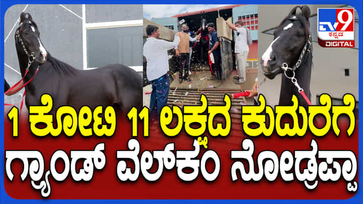 ಚಿಕ್ಕಬಳ್ಳಾಪುರ: 1 ಕೋಟಿ 11 ಲಕ್ಷ ರೂ ಮೌಲ್ಯದ ಕುದುರೆಗೆ ಅದ್ದೂರಿ ಸ್ವಾಗತ ಚಿಕ್ಕಬಳ್ಳಾಪುರ: 1 ಕೋಟಿ 11 ಲಕ್ಷ ರೂ ಮೌಲ್ಯದ ಕುದುರೆಗೆ ಅದ್ದೂರಿ ಸ್ವಾಗತ