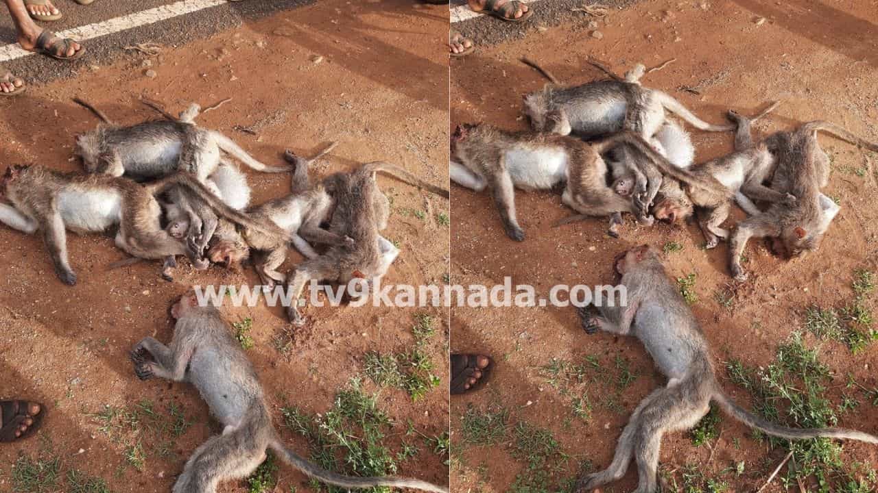 ಚಾಮರಾಜನಗರ: ಕೊಡಸೋಗೆ ರಸ್ತೆಯಲ್ಲಿ18 ಕೋತಿಗಳ ಶವ ಪತ್ತೆ, ವಿಷಪ್ರಾಶನ ಶಂಕೆ
