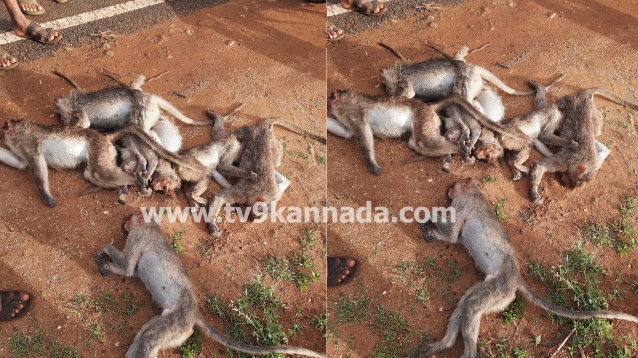 ಚಾಮರಾಜನಗರ: ಕೊಡಸೋಗೆ ರಸ್ತೆಯಲ್ಲಿ18 ಕೋತಿಗಳ ಶವ ಪತ್ತೆ, ವಿಷಪ್ರಾಶನ ಶಂಕೆ