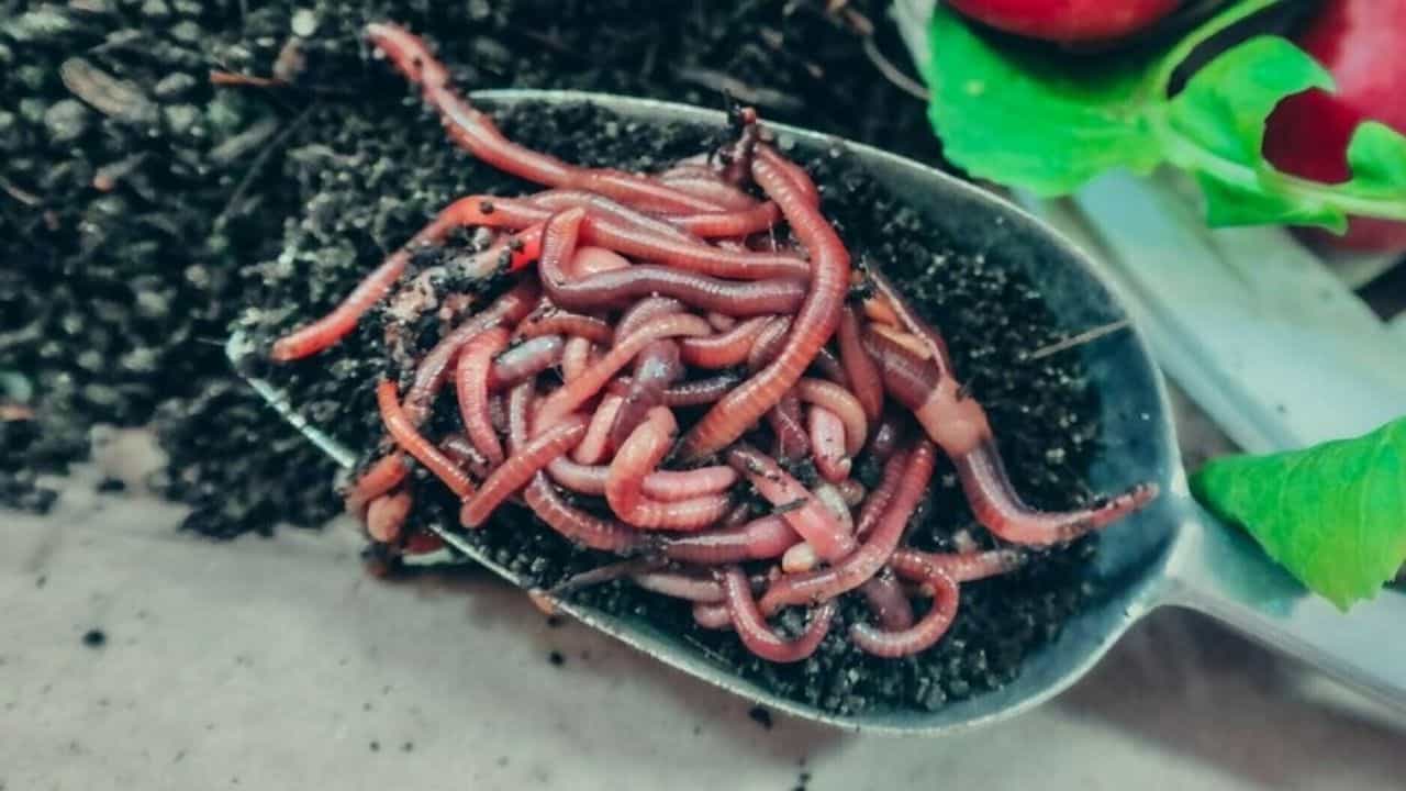 ಒಂದು ತಿಂಗಳಿನಿಂದ ಜೀವಂತ ಹುಳುಗಳನ್ನು ವಾಂತಿ ಮಾಡುತ್ತಿರುವ ಬಾಲಕಿ, ಇದಕ್ಕೆ ಕಾರಣ ಒಳಚರಂಡಿ ಒಂದು ತಿಂಗಳಿನಿಂದ ಜೀವಂತ ಹುಳುಗಳನ್ನು ವಾಂತಿ ಮಾಡುತ್ತಿರುವ ಬಾಲಕಿ, ಇದಕ್ಕೆ ಕಾರಣ ಒಳಚರಂಡಿ