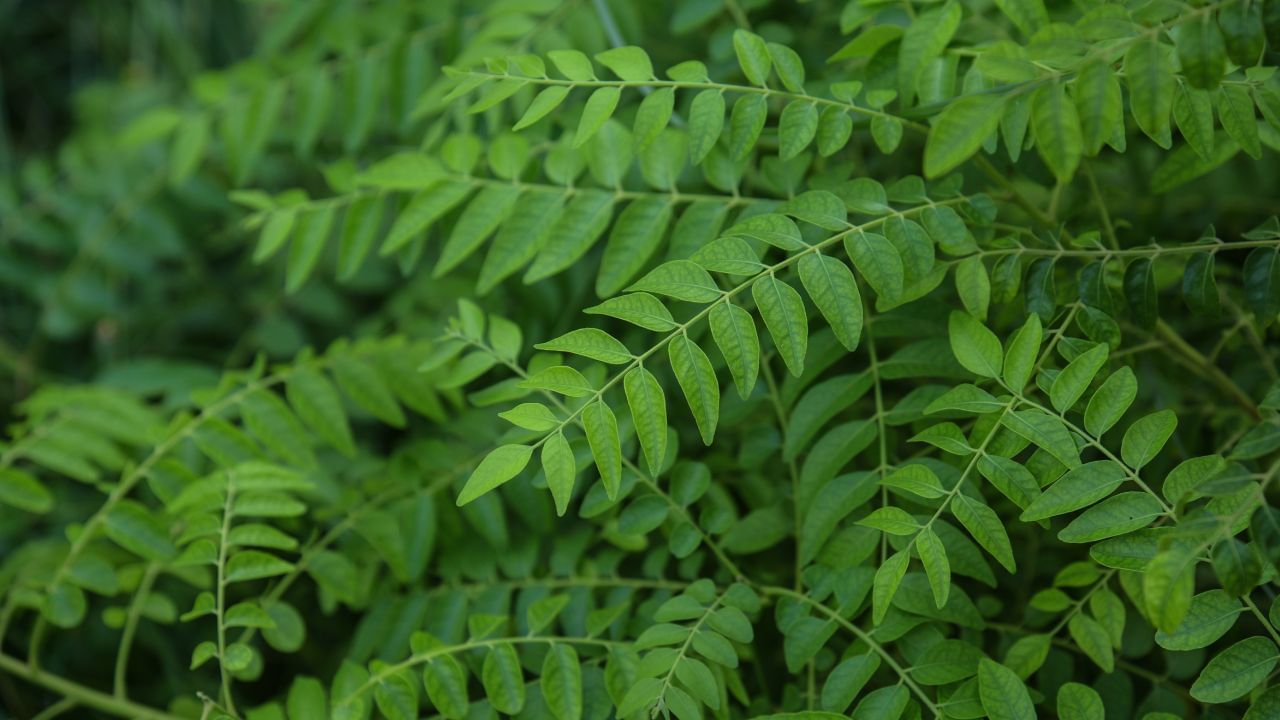 ಪ್ರತಿನಿತ್ಯ ಈ ಎಲೆ ತಿನ್ನಿ ಹೃದಯದ ಆರೋಗ್ಯವೂ ಚೆನ್ನಾಗಿರುತ್ತೆ, ನಿಮ್ಮ ತ್ವಚೆಯೂ ಕಾಂತಿಯುತವಾಗುತ್ತೆ ಪ್ರತಿನಿತ್ಯ ಈ ಎಲೆ ತಿನ್ನಿ ಹೃದಯದ ಆರೋಗ್ಯವೂ ಚೆನ್ನಾಗಿರುತ್ತೆ, ನಿಮ್ಮ ತ್ವಚೆಯೂ ಕಾಂತಿಯುತವಾಗುತ್ತೆ