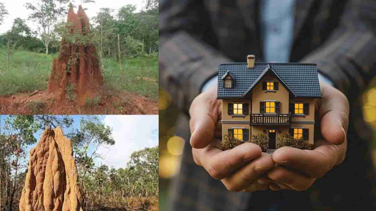 Daily Devotional: ಹುತ್ತ ಇರುವ ಜಾಗದಲ್ಲಿ ಮನೆ ಕಟ್ಟಬಹುದೇ? ವಾಸ್ತು ತಜ್ಞರು ಹೇಳುವುದೇನು?