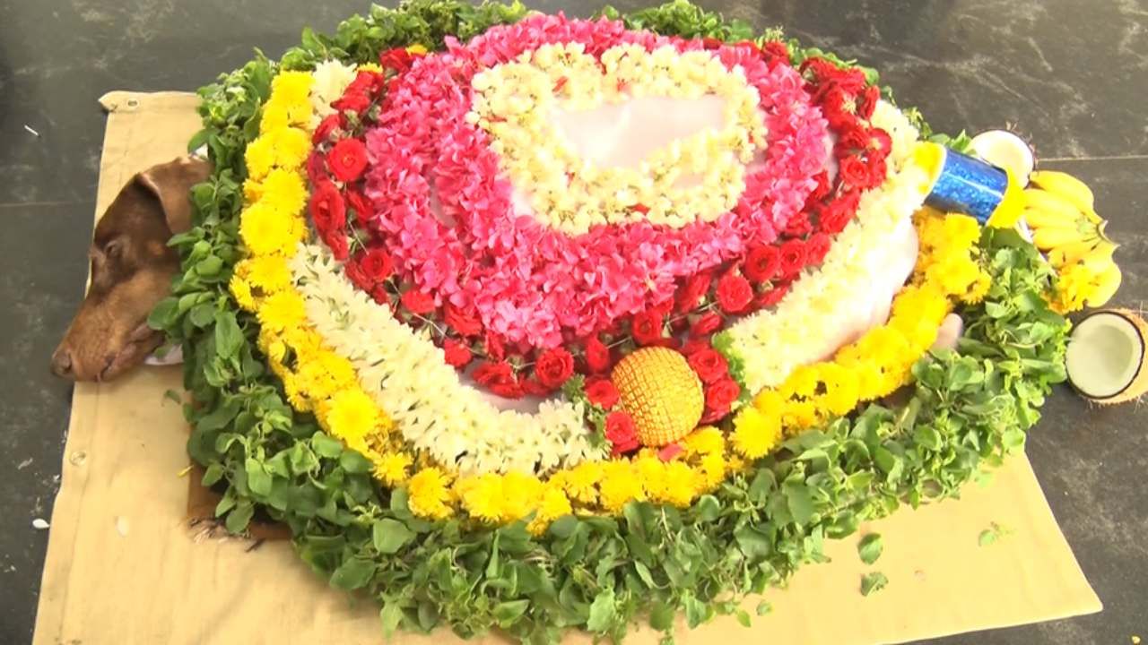 ಹತ್ತು ವರ್ಷದಲ್ಲಿ 200ಕ್ಕೂ ಅಧಿಕ ಕೇಸ್ನ ತನಿಖೆಗೆ ನೆರವಾಗಿದ್ದ ಆಕೆ 47 ಪ್ರಕರಣಗಳಲ್ಲಿ ತಾನೇ ಖುದ್ದು ಆರೋಪಿಗಳು ಖೆಡ್ಡಾಕ್ಕೆ ಬಿಳುವಂತೆ ಮಾಡಿದ್ದಳು. ಹೀಗೆ ಪೊಲೀಸ್ ಇಲಾಖೆಗೆ ಹೀರೋ ಆಗಿದ್ದ ಆಕೆ ಇನ್ನು ನೆನಪು ಮಾತ್ರ. ವಯೋ ಸಹಜ ಅನಾರೋಗ್ಯದಿಂದ ಶ್ವಾನ ರಕ್ಷಾ ಅಗಲಿದ್ದಾಳೆ. ಎಲ್ಲರ ರಕ್ಷಕಿಯಾಗಿದ್ದ ರಕ್ಷಾಗೆ ಸಕಲ ಸರ್ಕಾರಿ ಗೌರವಗಳೊಂದಿಗೆ ಕಣ್ಣಿರಿನ ವಿದಾಯ ಹೇಳಲಾಗಿದೆ.