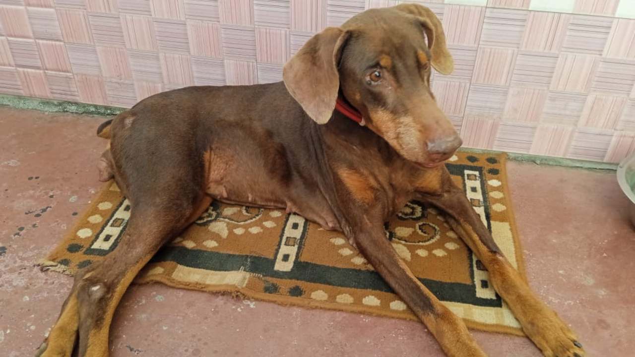 ಹಾಸನ ಜಿಲ್ಲೆಯ ಪೊಲೀಸ್ ಇಲಾಖೆಯ ಕ್ರೈಂ ವಿಭಾಗದಲ್ಲಿ ತನ್ನದೇ ಛಾಪು ಮೂಡಿಸಿದ್ದ ಡಾಬರ್ ಮನ್ ತಳಿಯ ಶ್ವಾನ ರಕ್ಷಾ ನಿನ್ನೆ ಅನಾರೋಗ್ಯದಿಂದ ಅಸುನೀಗಿದೆ. 2015ರಲ್ಲಿ ಇಲಾಖೆಗೆ ಸೇರಿದ್ದ ರಕ್ಷಾ, ಒಂದು ವರ್ಷ ಬೆಂಗಳೂರಿನ ಆಡುಗೋಡಿ ಶ್ವಾನ ತರಬೇತಿ ಕೇಂದ್ರದಲ್ಲಿ ಕ್ರೈಂ ಪತ್ತೆ ತರಬೇತಿ ಪಡೆದುಕೊಂಡಿದ್ದಳು. 