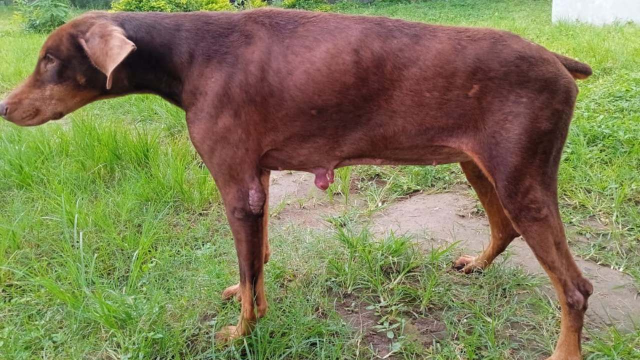 ಕಳೆದ ಹತ್ತು ವರ್ಷಗಳಲ್ಲಿ ಬರೋಬ್ಬರಿ 200ಕ್ಕೂ ಹೆಚ್ಚು ಪ್ರಕರಣಗಳ ತನಿಖೆಗೆ ಬಳಸಿಕೊಳ್ಳಲಾಗಿತ್ತು. ಇದರಲ್ಲಿ 2022ರ ಮಾರ್ಚ್​ 16ರಂದು ಹಾಸನ ತಾಲ್ಲೂಕಿನ ದೊಡ್ಡಪುರದ ಗ್ರಾಮದ ಒಂಟಿ ಮನೆಯಲ್ಲಿ ನಡೆದಿದ್ದ ಮಹಿಳೆ ರೇವತಿ (35) ಹತ್ಯೆ ಪ್ರಕರಣದಲ್ಲಿ ಯಾವುದೆ ಸುಳಿವು ಇರಲಿಲ್ಲ. ಸ್ಥಳಕ್ಕೆ ಬಂದ ರಕ್ಷಾ ಎಲ್ಲೆಡೆ ಪರಿಶೀಲನೆ ಮಾಡಿ ಸೀದಾ ಗ್ರಾಮದೊಳಗೆ ಹೋಗಿ ನೀಡಿದ್ದ ಸುಳಿವು, ಒಂದೇ ದಿನದಲ್ಲಿ ಆರೋಪಿ ಪತ್ತೆಯಾಗುವಂತೆ ಮಾಡಿತ್ತು. 