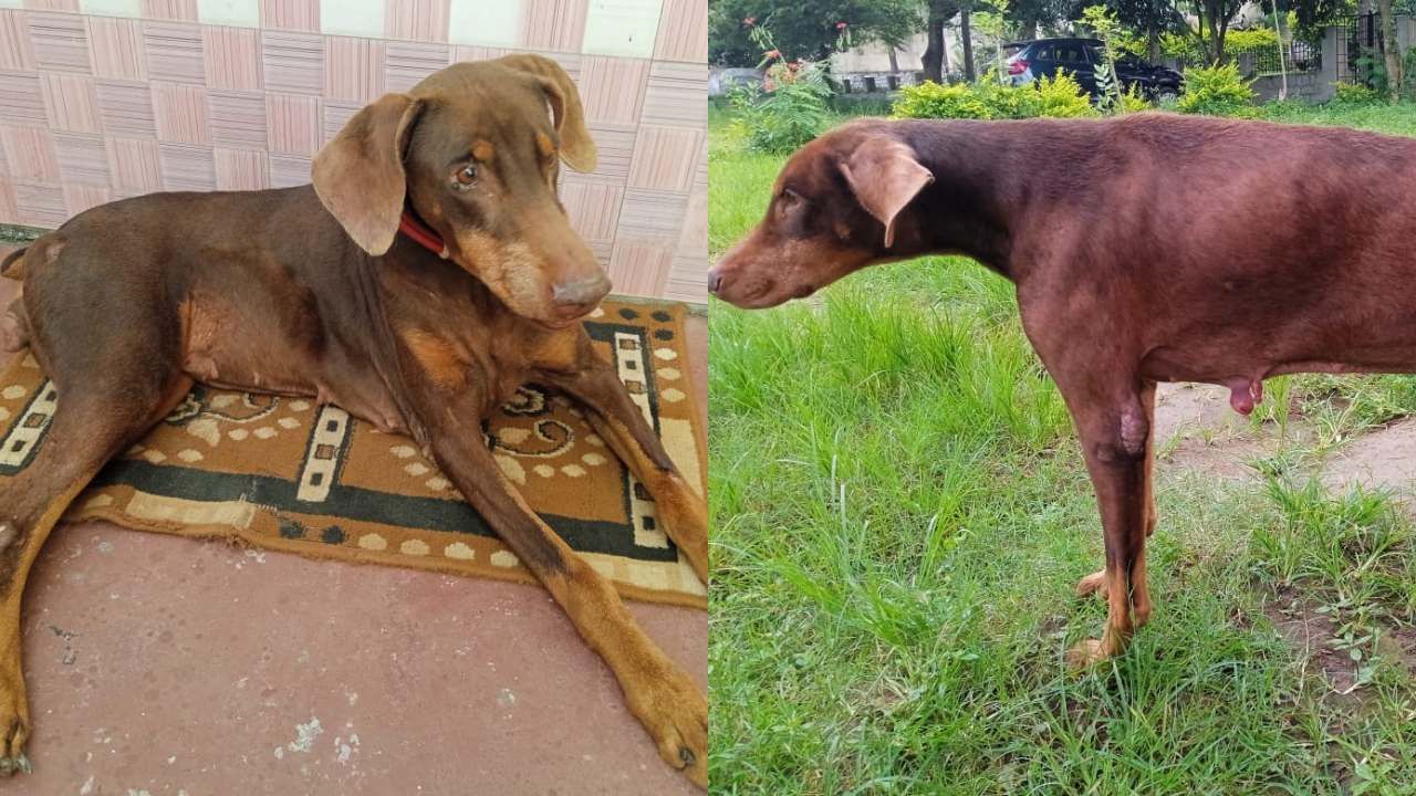 ಕೇವಲ ತನಿಖೆ ಮಾತ್ರವಲ್ಲದೇ ಇಲಾಖೆಯಿಂದ ನಡೆಯುವ ಪೊಲೀಸ್​ ಶ್ವಾನಗಳ ಡ್ಯೂಟಿ ಮೀಟ್​​ನಲ್ಲಿ ವಲಯಮಟ್ಟದಲ್ಲಿ ಚಿನ್ನ ಹಾಗೂ ಬೆಳ್ಳಿ ಪದಕ, ರಾಜ್ಯಮಟ್ಟದಲ್ಲಿ ಬೆಳ್ಳಿ ಪದಕ ಪಡೆದು ಹಾಸನ ಜಿಲ್ಲಾ ಪೊಲೀಸ್ ಇಲಾಖೆಗೆ ಹಿರಿಮೆ ತಂದಿತ್ತು. 
