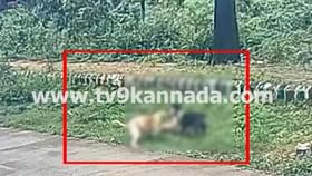 ಬಾಲಕಿ ಮೇಲೆ ಶ್ವಾನಗಳ ಡೆಡ್ಲಿ ಅಟ್ಯಾಕ್: ಎದೆ ಝಲ್ ಎನ್ನುವ ದೃಶ್ಯ ಸೆರೆ ಬಾಲಕಿ ಮೇಲೆ ಶ್ವಾನಗಳ ಡೆಡ್ಲಿ ಅಟ್ಯಾಕ್: ಎದೆ ಝಲ್ ಎನ್ನುವ ದೃಶ್ಯ ಸೆರೆ
