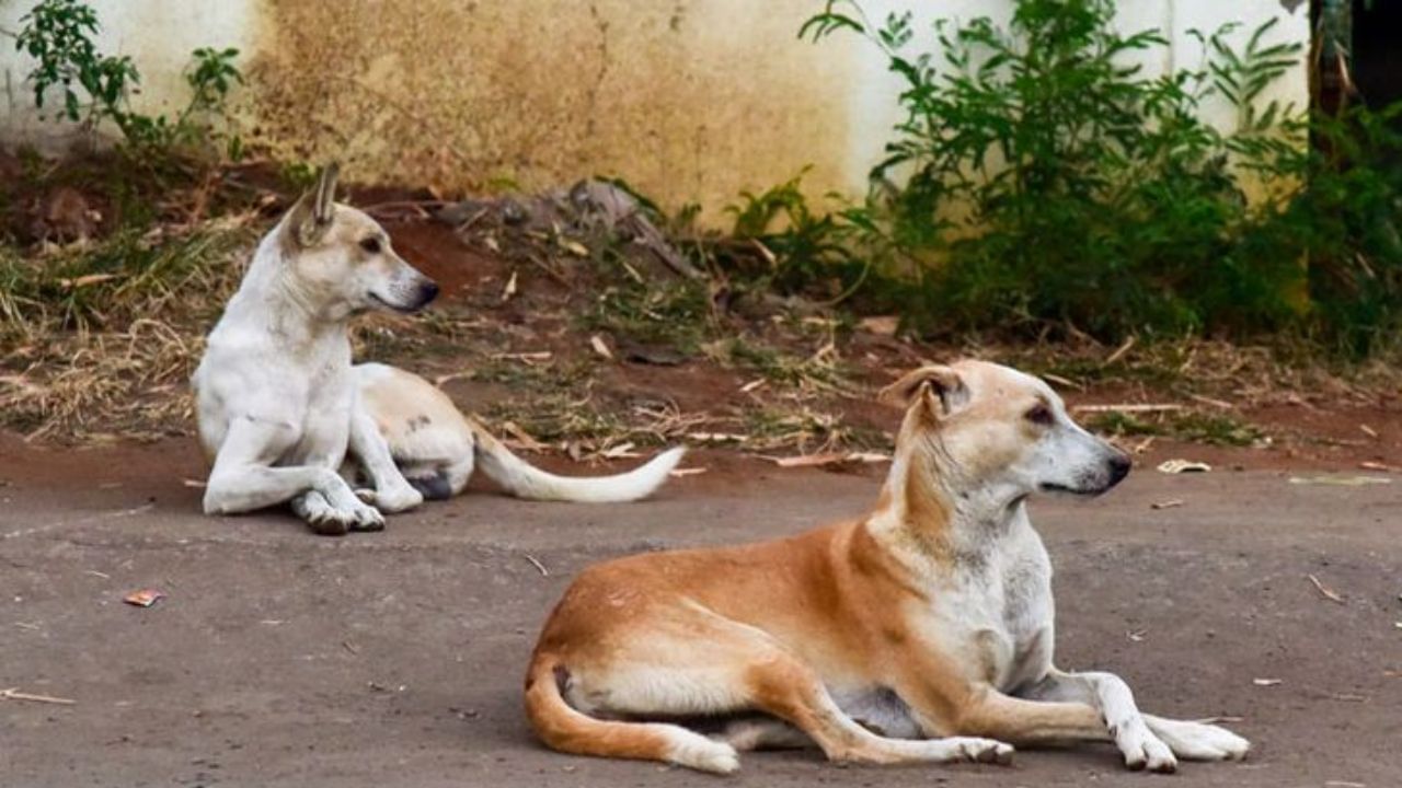 Viral : ಶ್ವಾನಗಳ ಗುಂಪಲ್ಲಿ ಬೆಳೆದು, ನಾಯಿಯಂತೆ ಬೊಗಳುತ್ತಿರುವ ಹುಡುಗ, ಇದೊಂದು ಕರುಣಾಜನಕ ಕಥೆ Viral : ಶ್ವಾನಗಳ ಗುಂಪಲ್ಲಿ ಬೆಳೆದು, ನಾಯಿಯಂತೆ ಬೊಗಳುತ್ತಿರುವ ಹುಡುಗ, ಇದೊಂದು ಕರುಣಾಜನಕ ಕಥೆ