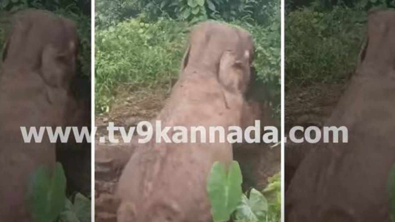ಕೊಡಗು: ರೆಸಾರ್ಟ್​ನವರು ತೋಡಿಸಿದ್ದ ಶೌಚಾಲಯ ಗುಂಡಿಗೆ ಬಿದ್ದರೂ ಸಾವರಿಸಿಕೊಂಡು ಮೇಲೆದ್ದು ಬಂದ ಒಂಟಿ ಸಲಗ