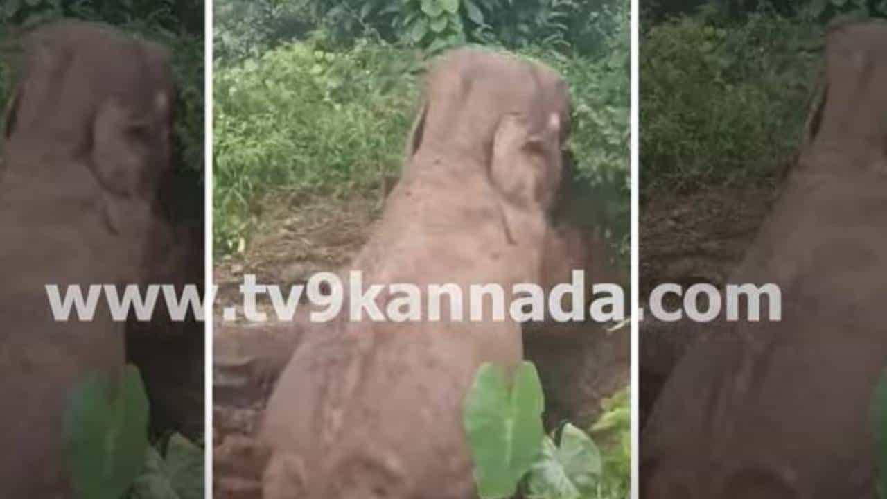 ಕೊಡಗು: ರೆಸಾರ್ಟ್ನವರು ತೋಡಿಸಿದ್ದ ಶೌಚಾಲಯ ಗುಂಡಿಗೆ ಬಿದ್ದರೂ ಸಾವರಿಸಿಕೊಂಡು ಮೇಲೆದ್ದು ಬಂದ ಒಂಟಿ ಸಲಗ ಕೊಡಗು: ರೆಸಾರ್ಟ್ನವರು ತೋಡಿಸಿದ್ದ ಶೌಚಾಲಯ ಗುಂಡಿಗೆ ಬಿದ್ದರೂ ಸಾವರಿಸಿಕೊಂಡು ಮೇಲೆದ್ದು ಬಂದ ಒಂಟಿ ಸಲಗ
