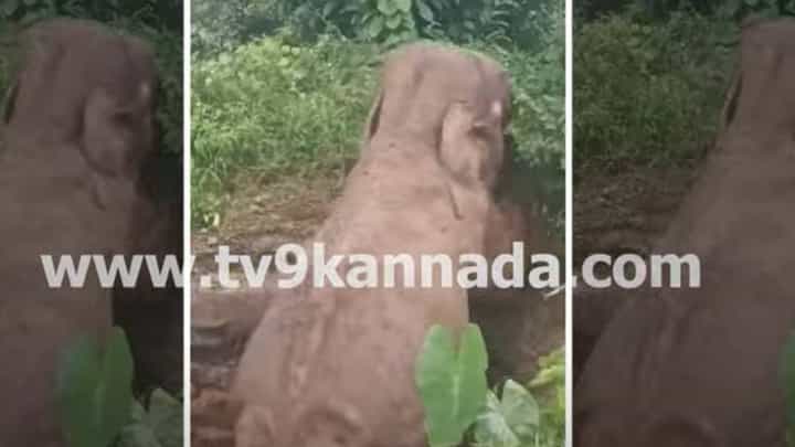 ಕೊಡಗು: ರೆಸಾರ್ಟ್ನವರು ತೋಡಿಸಿದ್ದ ಶೌಚಾಲಯ ಗುಂಡಿಗೆ ಬಿದ್ದರೂ ಸಾವರಿಸಿಕೊಂಡು ಮೇಲೆದ್ದು ಬಂದ ಒಂಟಿ ಸಲಗ ಕೊಡಗು: ರೆಸಾರ್ಟ್ನವರು ತೋಡಿಸಿದ್ದ ಶೌಚಾಲಯ ಗುಂಡಿಗೆ ಬಿದ್ದರೂ ಸಾವರಿಸಿಕೊಂಡು ಮೇಲೆದ್ದು ಬಂದ ಒಂಟಿ ಸಲಗ