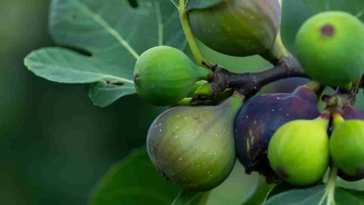 ಮಧುಮೇಹ ಇದ್ಯಾ? ಹಾಗಿದ್ರೆ ಈ ಹಣ್ಣಿನ ಎಲೆ ಸೇವಿಸಿ ನೋಡಿ, ಶುಗರ್ ಲೆವೆಲ್ ಹೆಚ್ಚಾಗುವುದೇ ಇಲ್ಲ